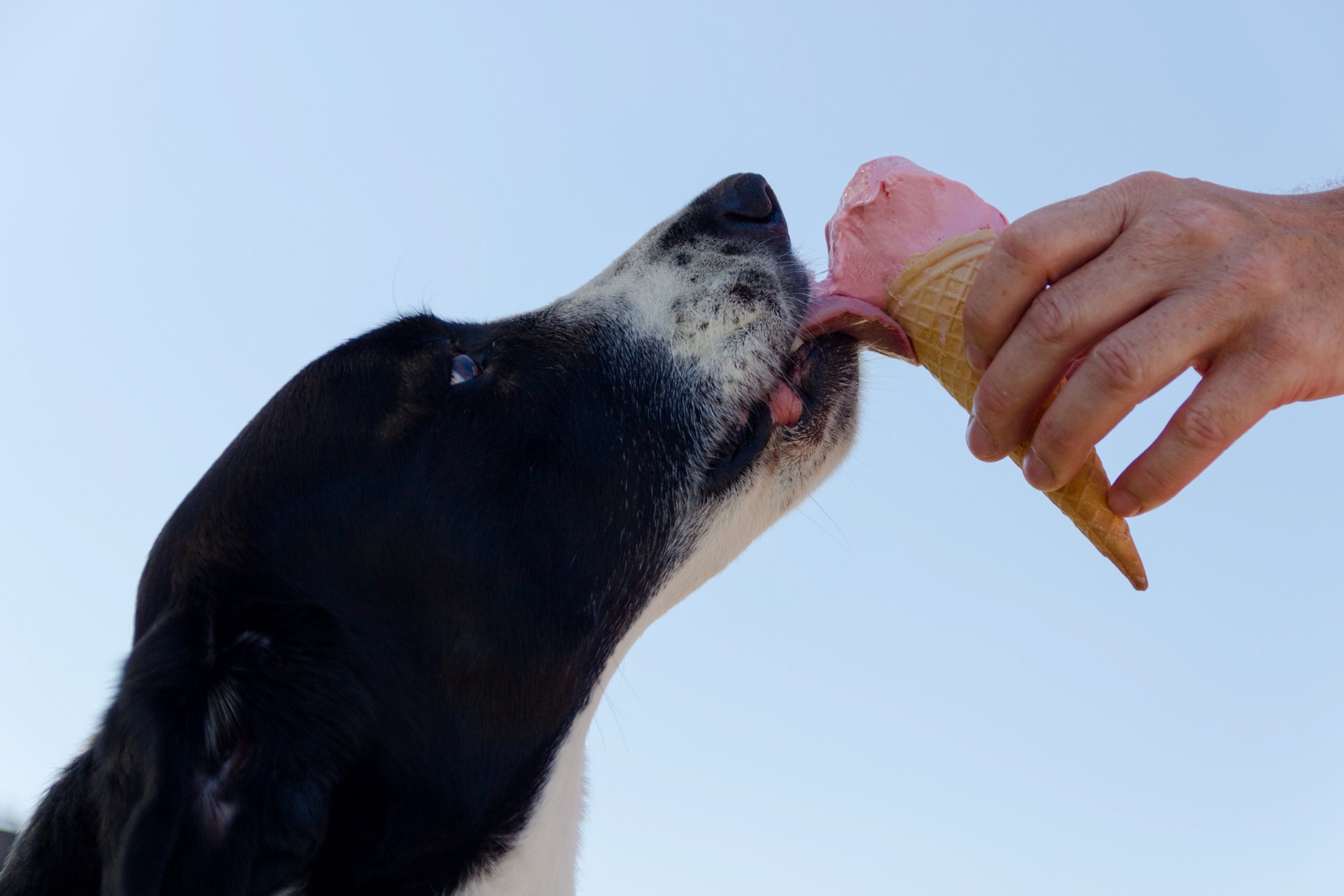 Dog with Ice Cream