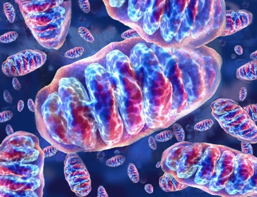 Mitochondrial biology in reproduction